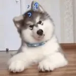 Question GIF Template