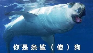 你是条鲨（傻）狗