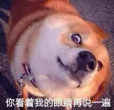柴犬，你看着我的眼睛在说一遍？