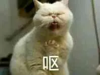 呕(小猫)