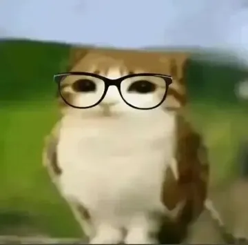 猫头鹰小猫表情包