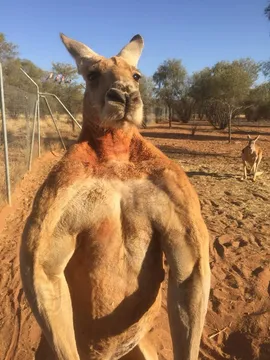 Badass Kangaroo