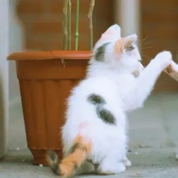 猫咪情侣头像