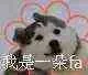 我是一朵fa（花）