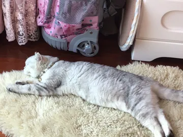 可爱猫咪