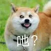 吔？（狗）