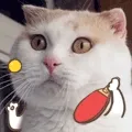 喵咪左手右手打乒乓球