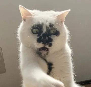 毛色超酷表情丰富的花脸奶牛猫