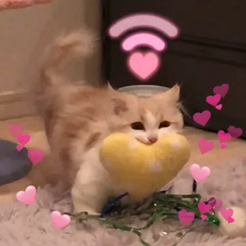 爱心猫猫表情包