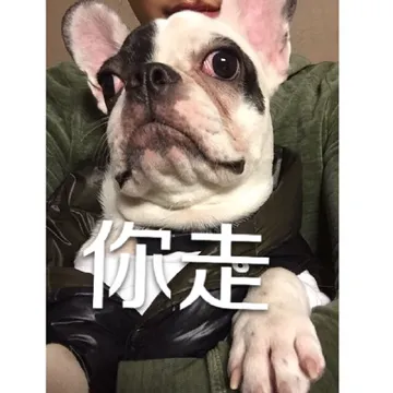 你走（汪星人）