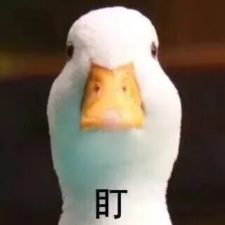 盯(鸭子)