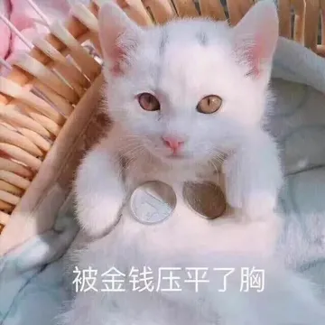 被金钱压平了胸