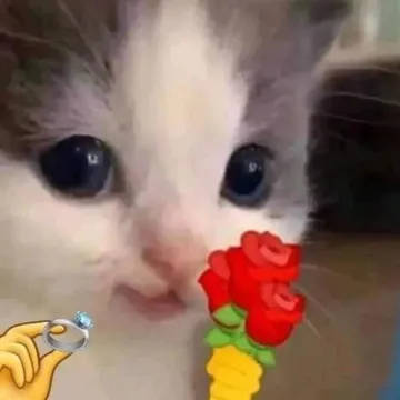 猫咪头拿玫瑰