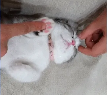 吸口猫，未来的日子会有猫的