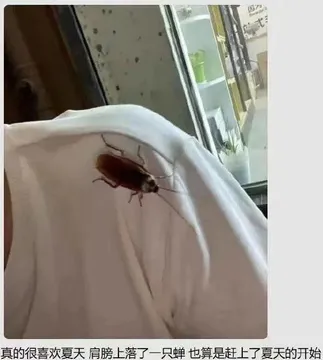 因式真的很喜欢夏天肩膀上落了一只蝉也算是赶上了夏天的开始