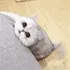 小猫
