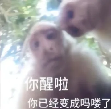吗喽表情包 吗喽猴子搞笑图