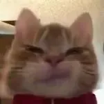 歪嘴小猫表情包