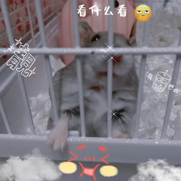 ?仓鼠圆圆的日常生活