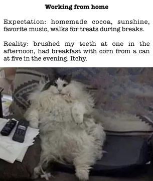 Expectation vs. Reality: The Remote Developer Experience