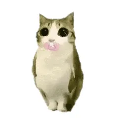 猫头鹰小猫表情包