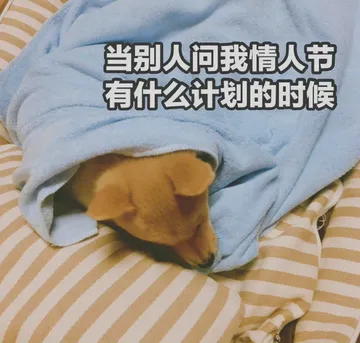 当别人问我情人节有什么计划的时候