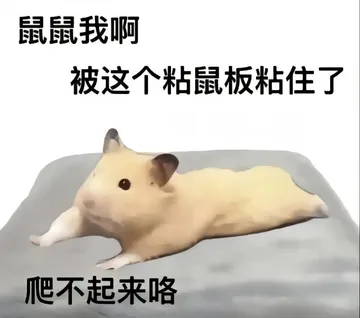 鼠鼠我啊被这个粘鼠板粘住了爬不起来咯
