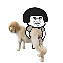 给狗狗刮毛