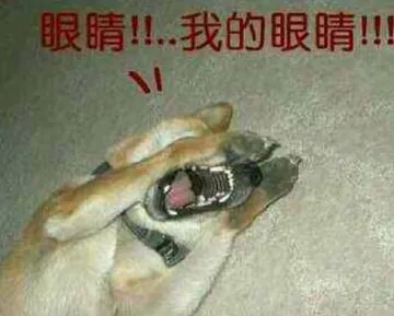 眼睛，我的眼睛！