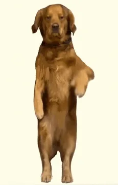 狗狗跳舞动图 GIF 表情包