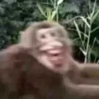 哈哈(猴子)