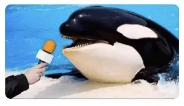 Orca interview