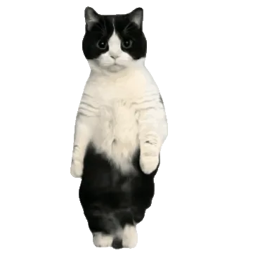 猫猫跳舞表情包 GIF