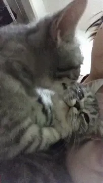 就算你得到我的身体，你也得不到我的人。（猫咪强吻猫咪动图） - 近期斗图表情包精选-2018-12-20