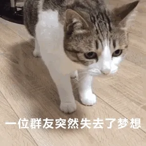 分享一波猫猫
