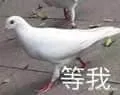 鸽子00006-等我