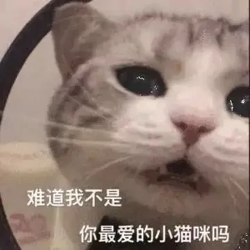 难道我不是你最爱的小猫咪吗