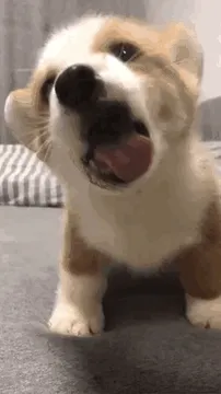 舔狗 memes