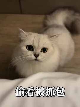猫躲被子后当"偷窥狂",被抓包时瞳孔地震表情太心虚!
