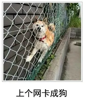 上个网卡成狗