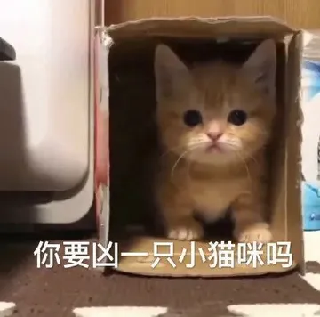 你要凶一只小猫咪吗