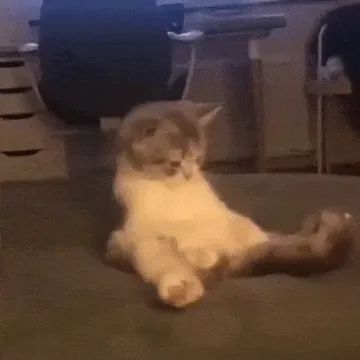 猫猫动图表情包