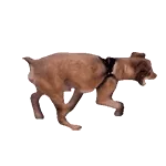 养狗狗表情包