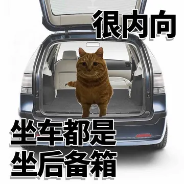 很内向坐车都是坐后备箱