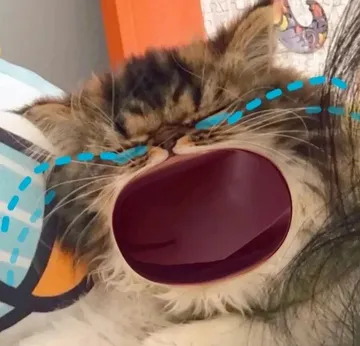 大嘴猫大哭