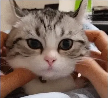吸口猫，未来的日子会有猫的