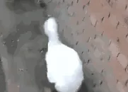 鸭鸭得意摇头晃脑走路 GIF 动图