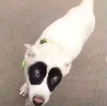 黑眼圈狗狗