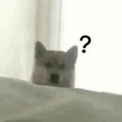 狗狗问号表情包