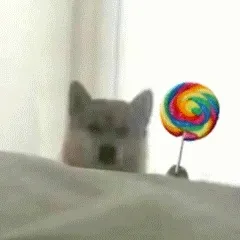 doge狗狗拿棒棒糖动图表情包